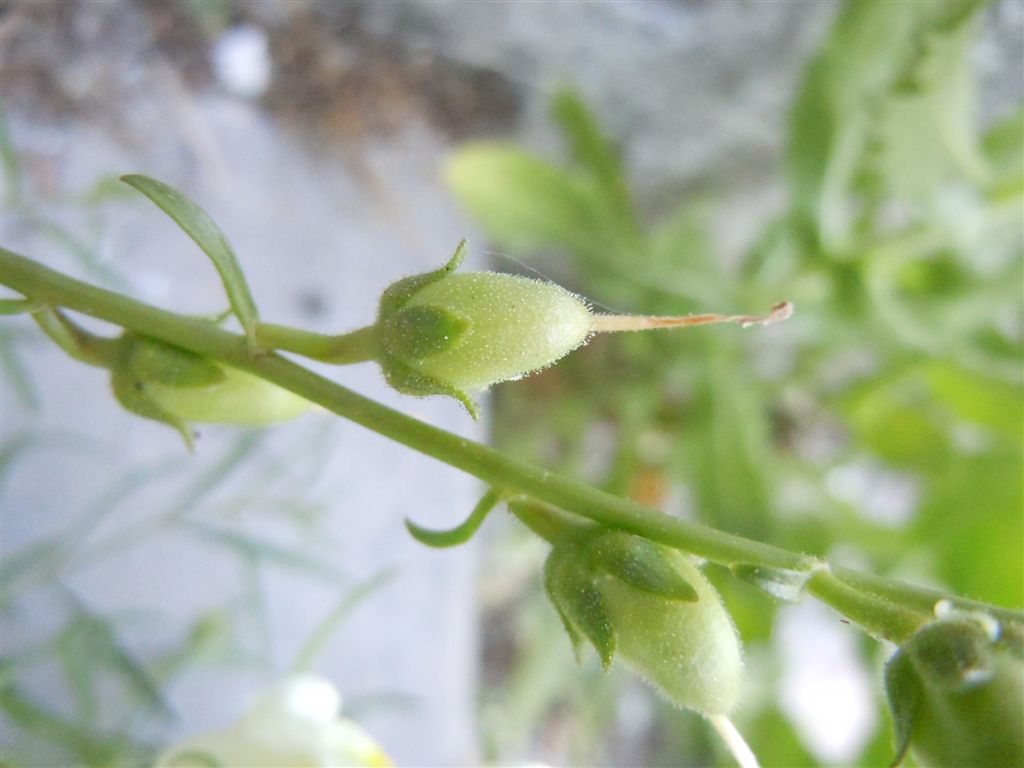 Sconosciuta da identificare - Antirrhinum sp.
